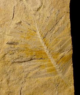 Zamites feneonis BRONGNIART - Bild © FossNet FossilienStore